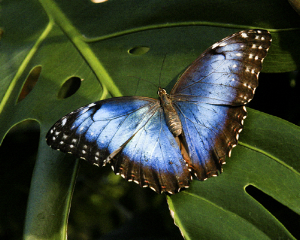 Blue Morpho butterfly