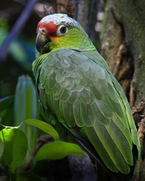 Macaw in Costa Rica