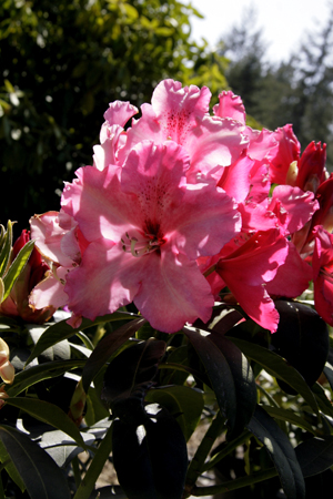Post image for Mendocino County: Days of Wine and Rhodies, part 2