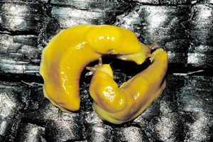Banana-slugs-CAS